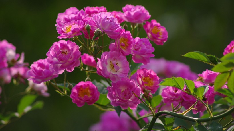 粉色蔷薇花图片(7张)