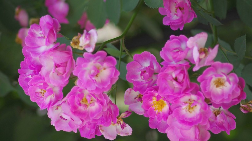粉色蔷薇花图片(7张)