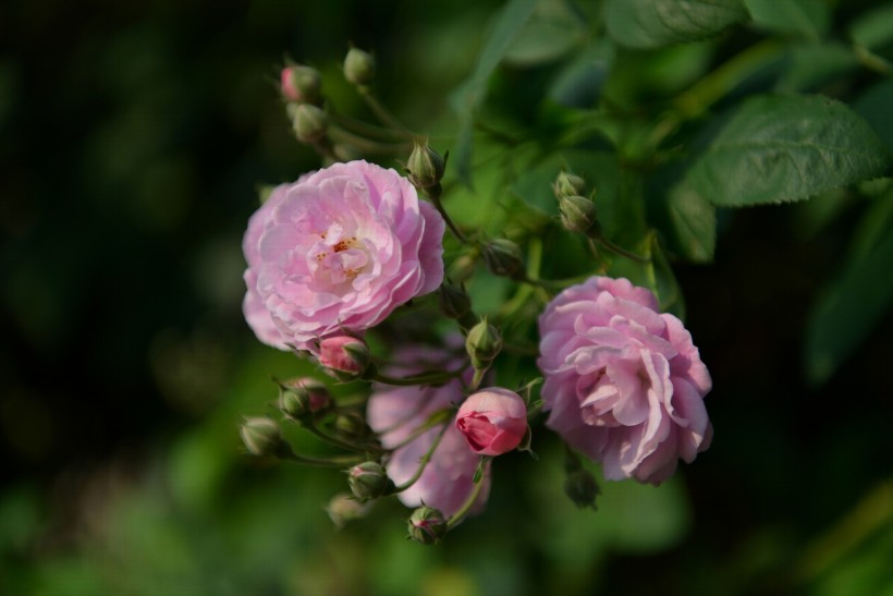 玫瑰花图片(20张)