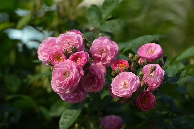 浪漫的玫瑰花图片(10张)