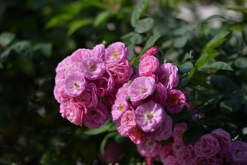 紫色玫瑰花图片(18张)