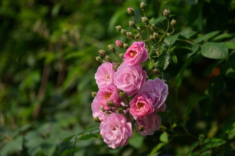 浪漫的玫瑰花图片(10张)