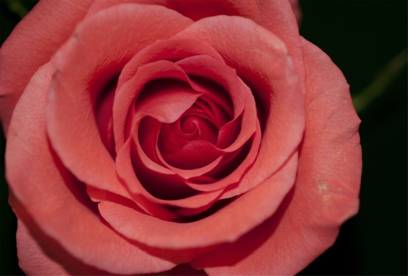 艳丽的玫瑰图片(17张)