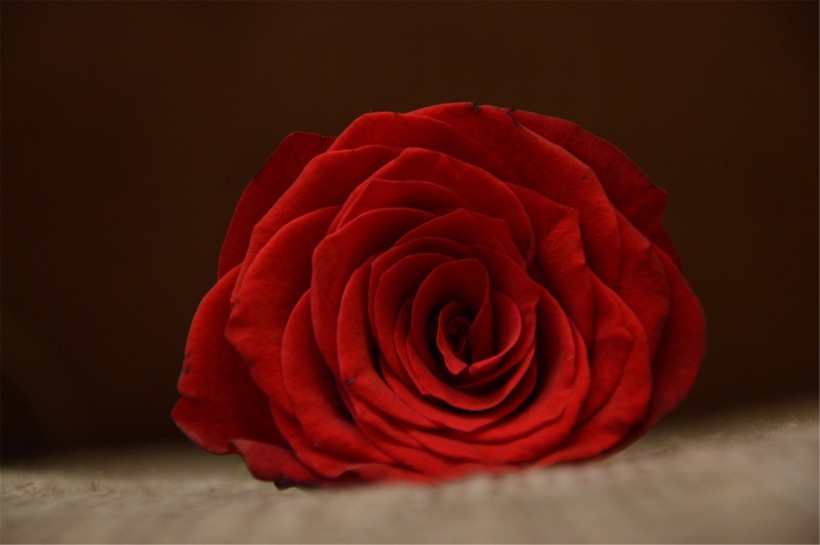 艳丽的玫瑰图片(17张)