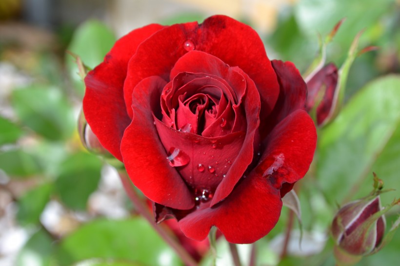 好看的红玫瑰花图片(11张)
