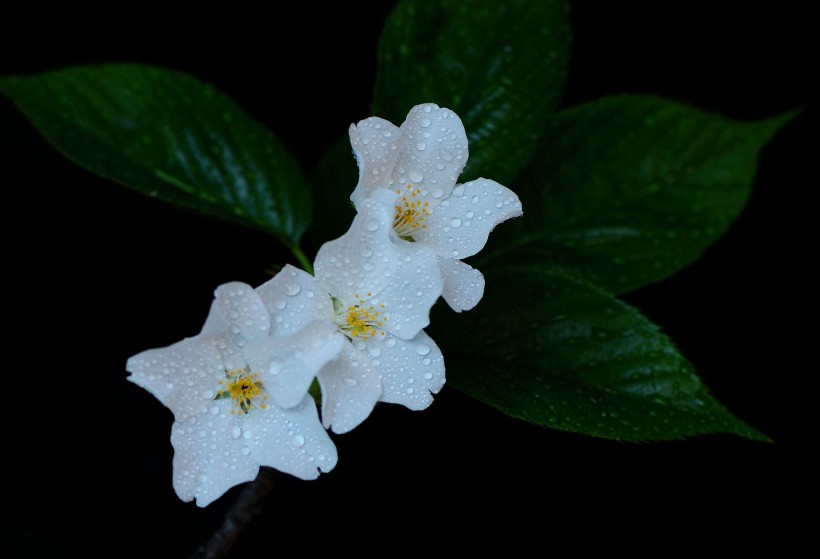 带露珠的白色樱花图片(11张)