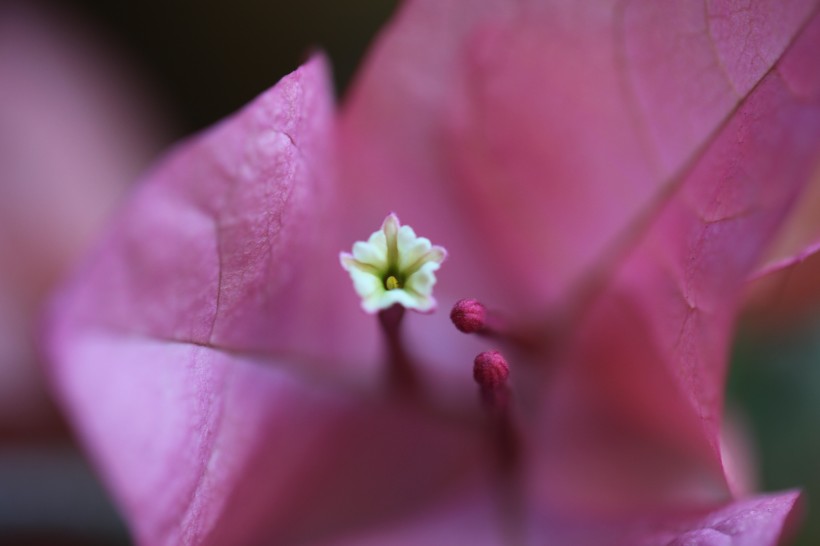 三角梅的花蕊图片(8张)