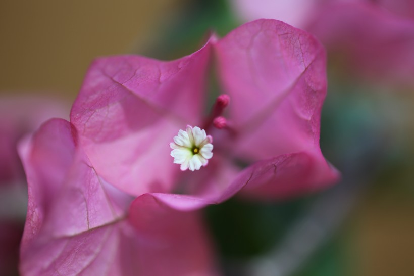 三角梅的花蕊图片(8张)