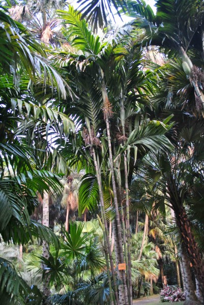 三药槟榔植物图片(2张)