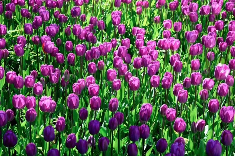 色彩斑斓的郁金香花丛图片(18张)