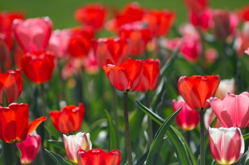 色彩斑斓的郁金香花丛图片(18张)
