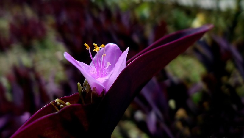 紫色的紫鸭跖草花卉图片(10张)