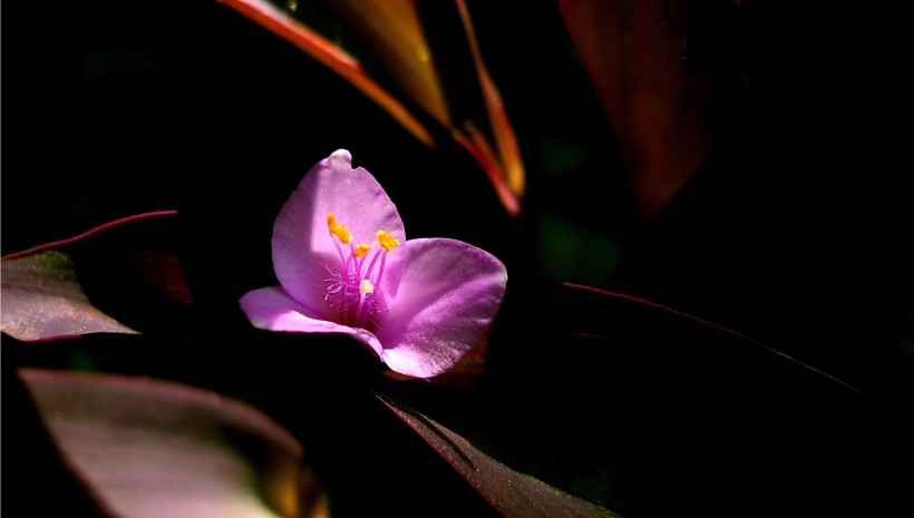 紫色的紫鸭跖草花卉图片(10张)