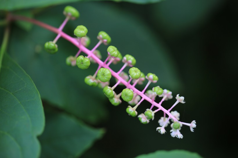 草本植物商路图片(11张)