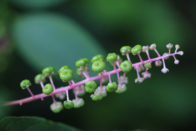 草本植物商路图片(11张)