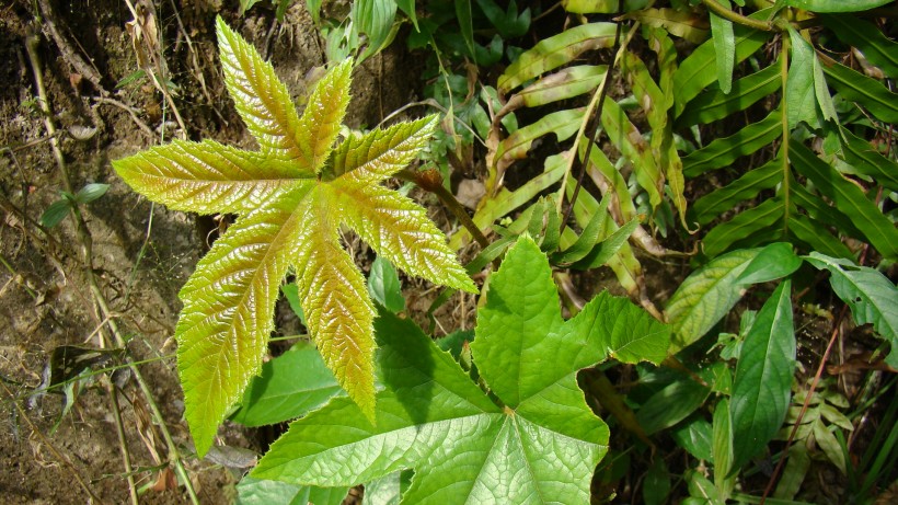 山间野草图片(9张)