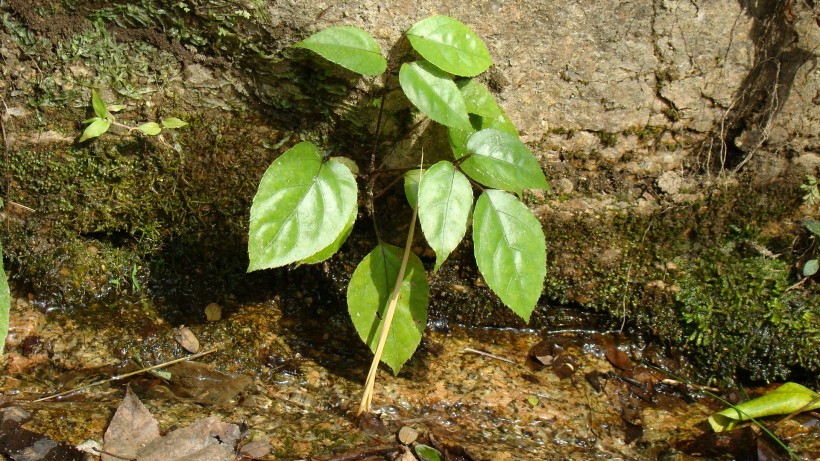 山间野草图片(9张)