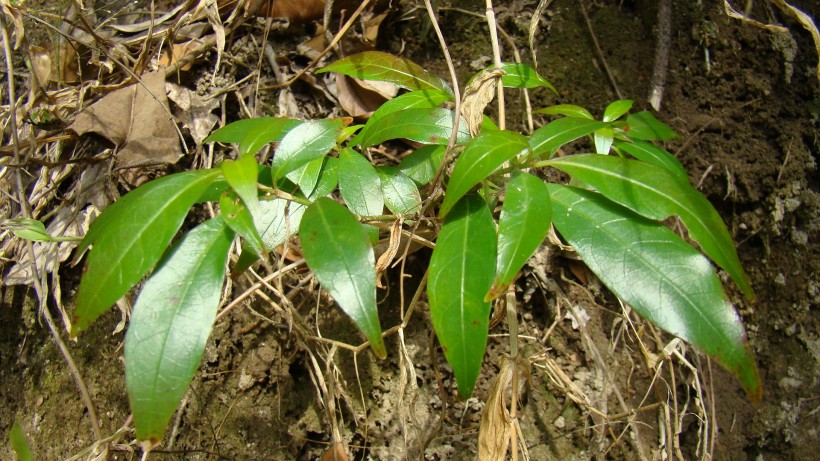 山间野草图片(9张)