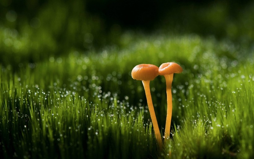 山上野蘑菇图片(8张)