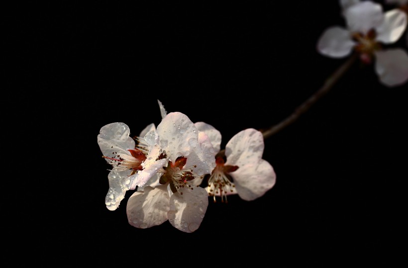 山桃花图片(22张)