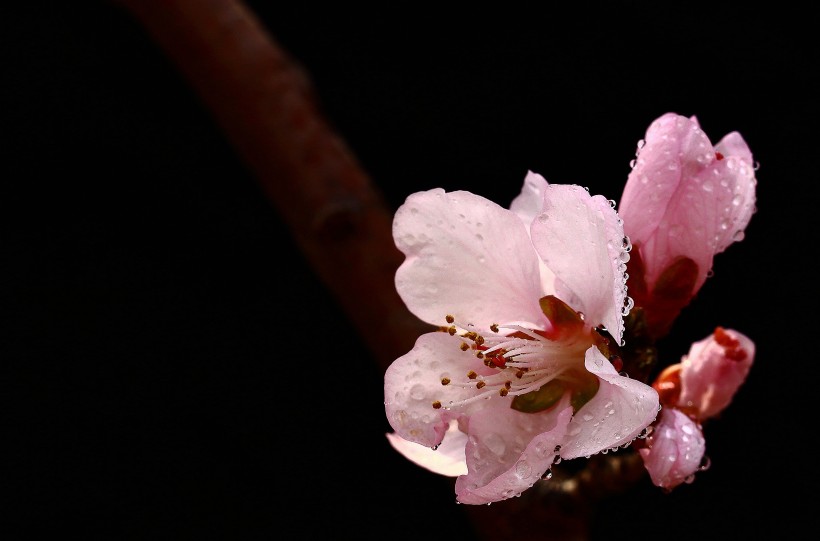 粉色山桃花图片(10张)