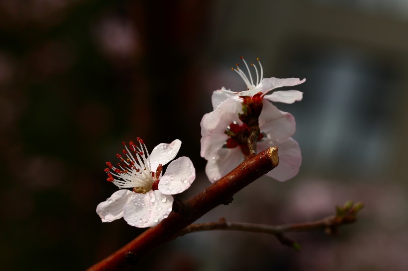 粉色山桃花图片(10张)