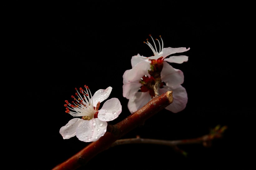 山桃花图片(10张)