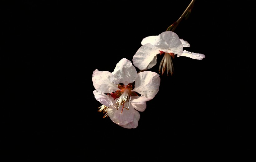 山桃花图片(22张)