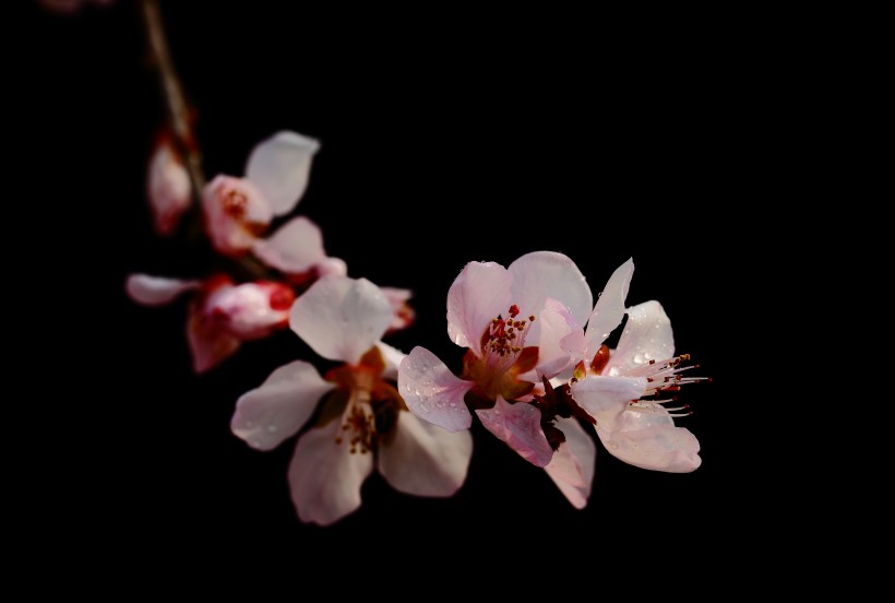 山桃花图片(22张)