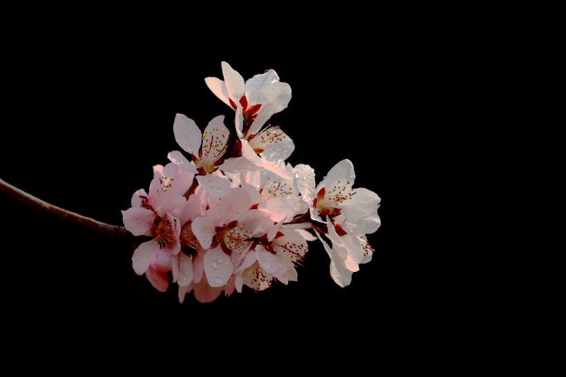 山桃花图片(22张)