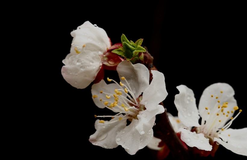 美丽的山杏花图片(12张)