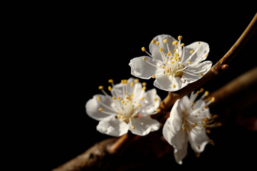 美丽的山杏花图片(12张)