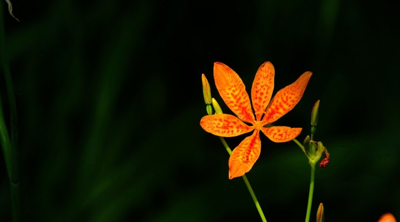 漂亮的射干花图片(12张)