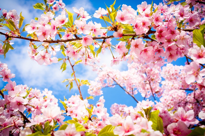 树枝上盛开的樱花图片(15张)