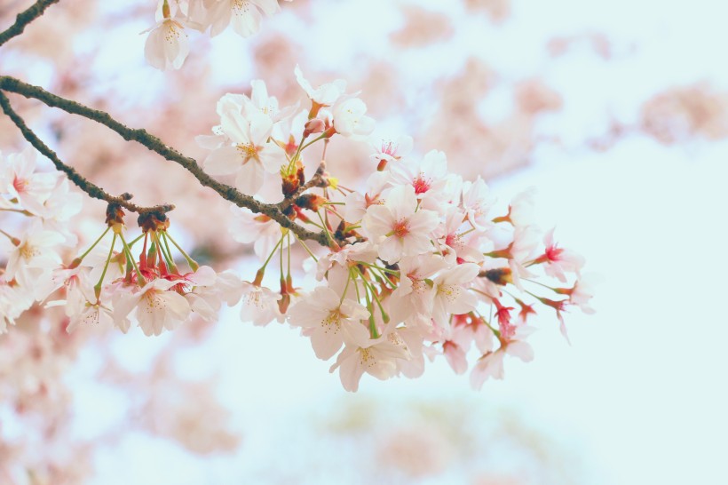树枝上盛开的樱花图片(15张)