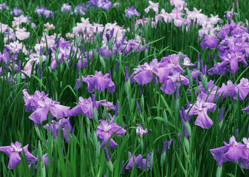 神秘的紫色花丛图片(18张)