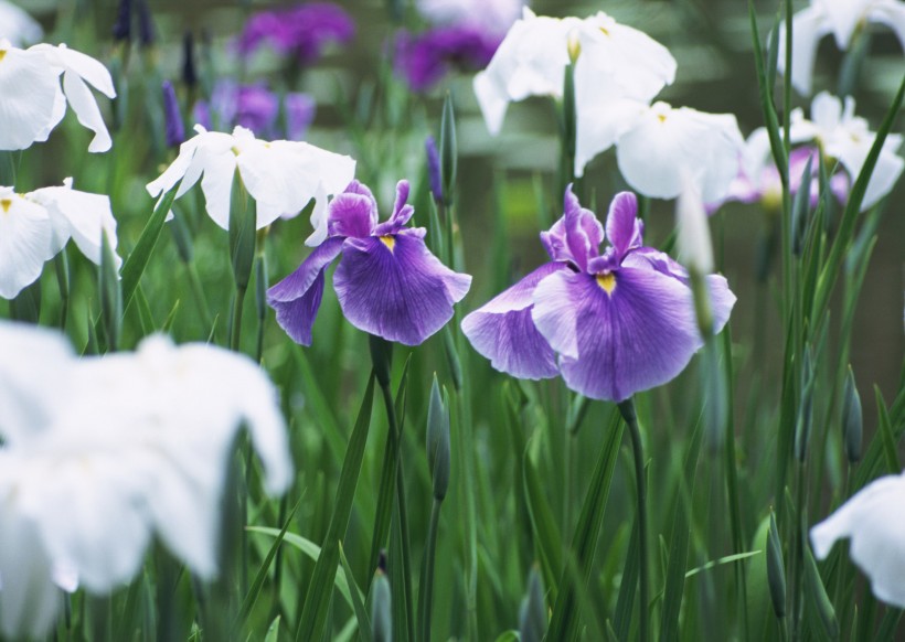 神秘的紫色花丛图片(18张)