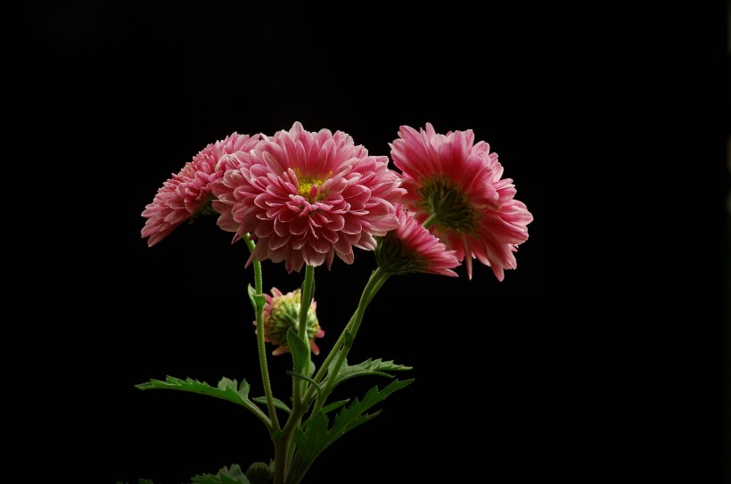 深秋菊花图片(12张)