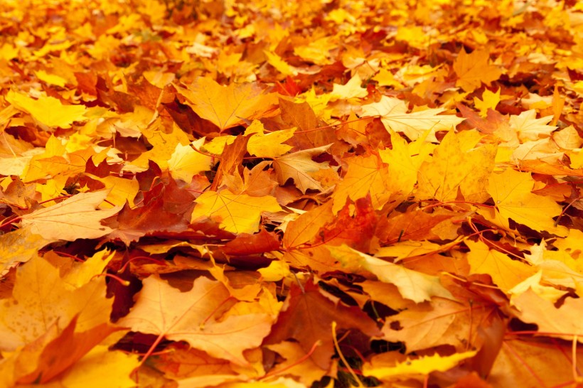 深秋泛黄的落叶图片(10张)