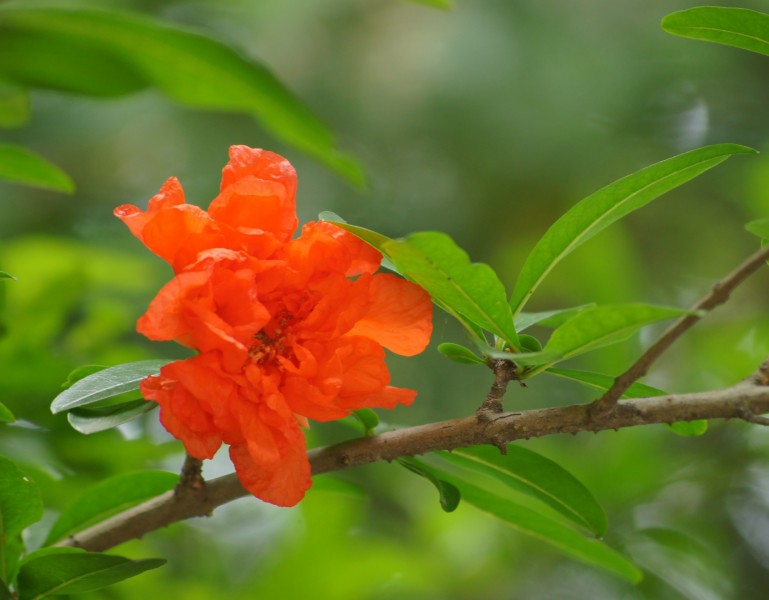 红色石榴花图片(20张)