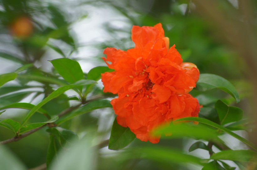 红色石榴花图片(20张)