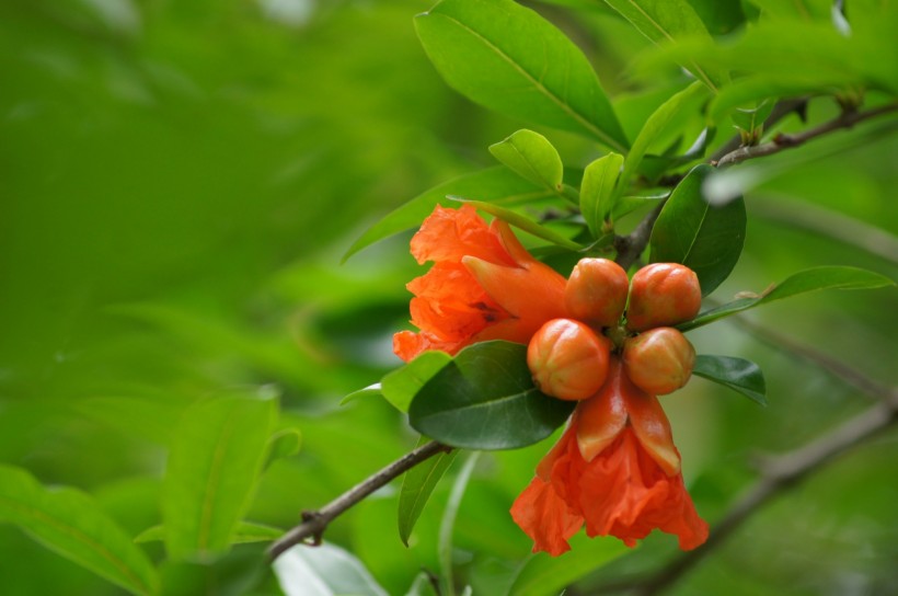 红色石榴花图片(20张)