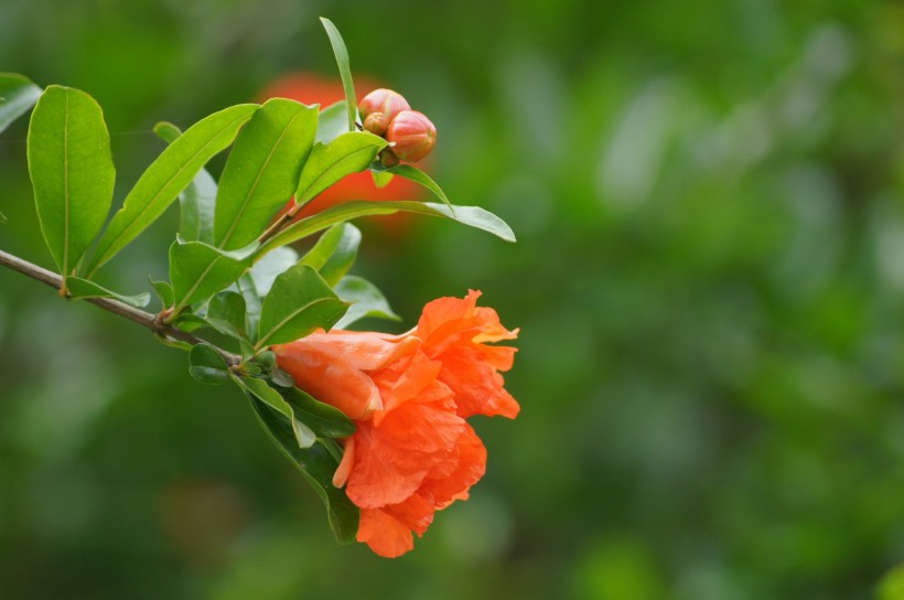 红色石榴花图片(20张)