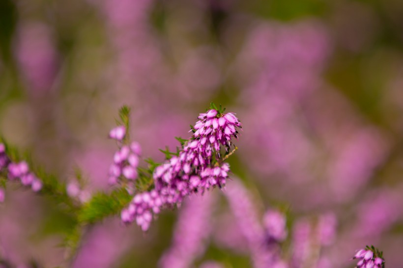 紫色石楠花图片(10张)