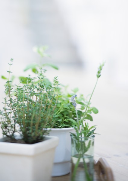 室内植物草药图片(32张)