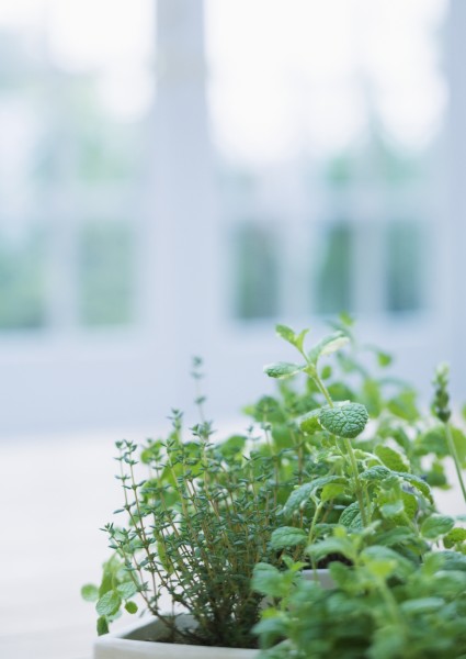 室内植物草药图片(32张)