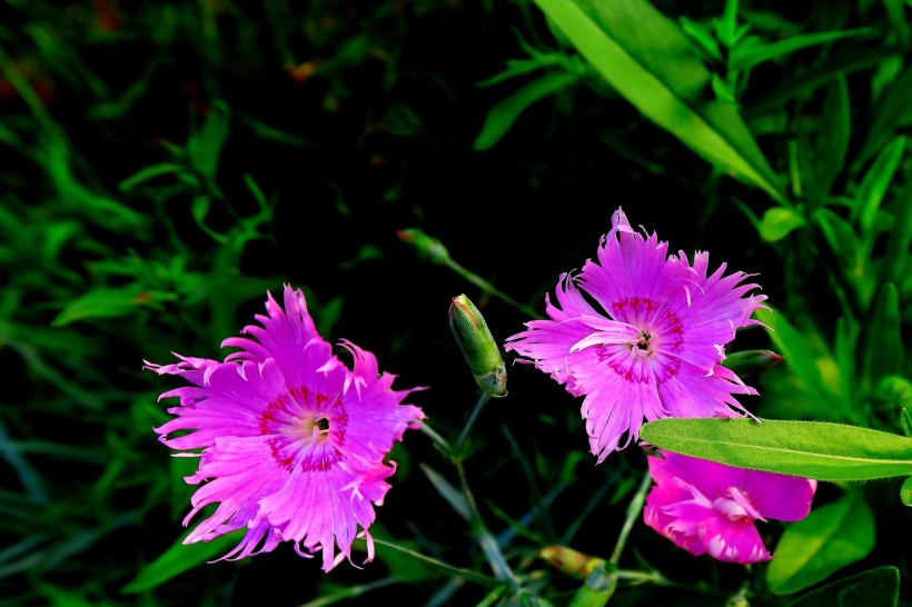 紫色石竹花图片(11张)