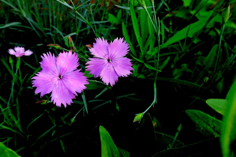紫色石竹花图片(11张)