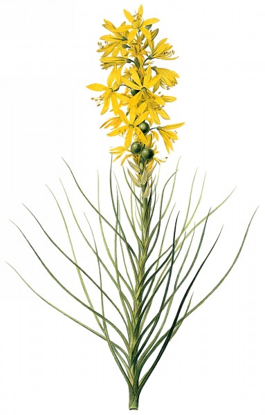 国外大师手绘黄色花朵图片(15张)