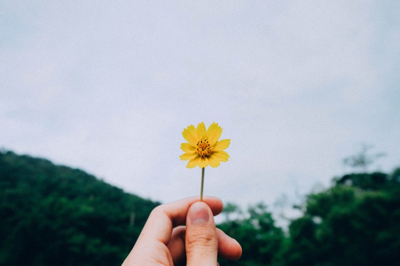 手里拿着各种各样的花图片(15张)